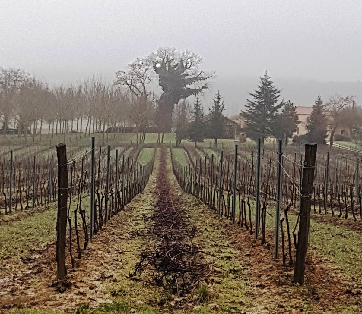 DomaineMagnaut's tweet photo. ☔️Dans le brouillard matinal les paysages se dessinent au loin ! 🌫️
#vignes #sarments #vigneronsindépendants #crachin #bouillard https://t.co/yuDfzUijvo