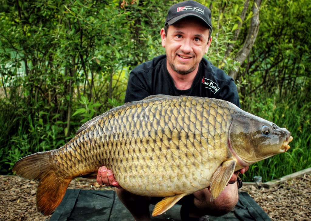 Remembering this lovely Common from back when we were testing the Iconic boilie from Eclipse Baits #carpfishing #eclipsebaits