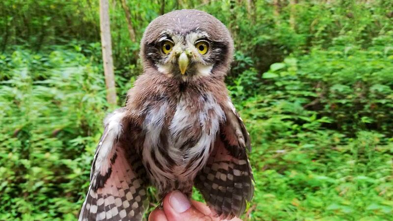 Un #mochuelo (Glaucidium sp.), rescatado en el norte de la ciudad de #Loja, fue liberado en su hábitat natural luego de recibir atención médica en el Zoológico Municipal ‘Orillas del Zamora’. 

👉🏻 bit.ly/2SFdvZz
