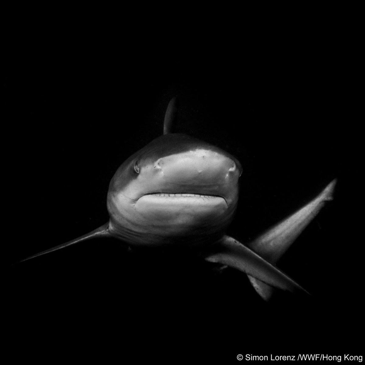 WWF_ID's tweet image. Cara lain u/ melestarikan hiu adl dgn mendukung upaya konservasi yg dilakukan #WWFID. WWF melakukan advokasi pelaksanaan Rencana Nasional Pengelolaan Hiu yg berkelanjutan melalui pendekatan ekosistem &amp;amp; bekerja melalui strategi Kaw. Perlindungan Laut u/ melindungi ekosistem laut.