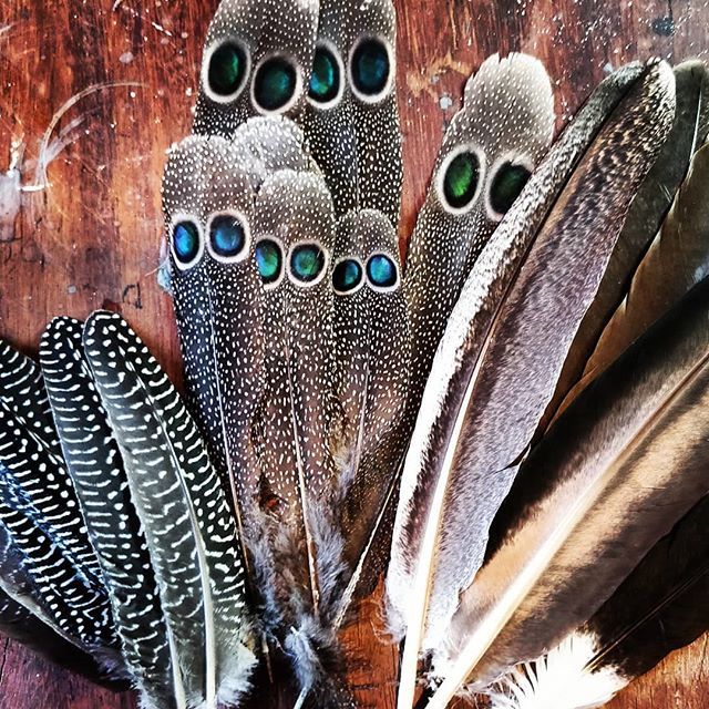 DustySoulsArt's tweet photo. A very generous gift from the wonderful Sarah at @bespokefinefeathers. The absolute stunning beauty of peacock pheasant feathers in the flesh made me gasp!!!
#fancyfeathers #thefeatherlady #paintedfeathers #peacockpheasant #peacock #guineafowl #harrishaw… https://t.co/QhXm32tpki https://t.co/jOo1ko4S21