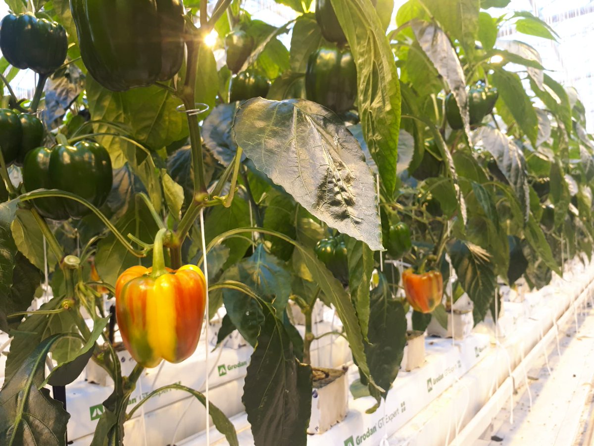 EnjoyaPepper's tweet photo. The first harvest of Enjoya's from 2019, soon you will find them again in your supermarket! #stripedpepper https://t.co/SyeQX7GbIA