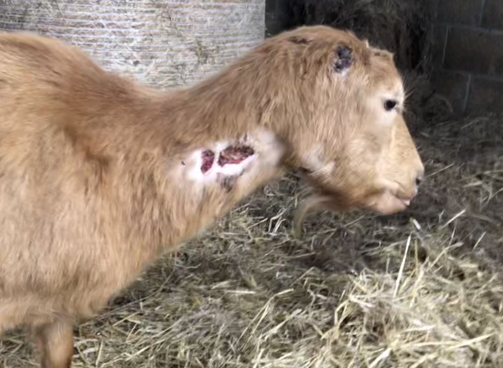 AnotherSmallholder tweet media