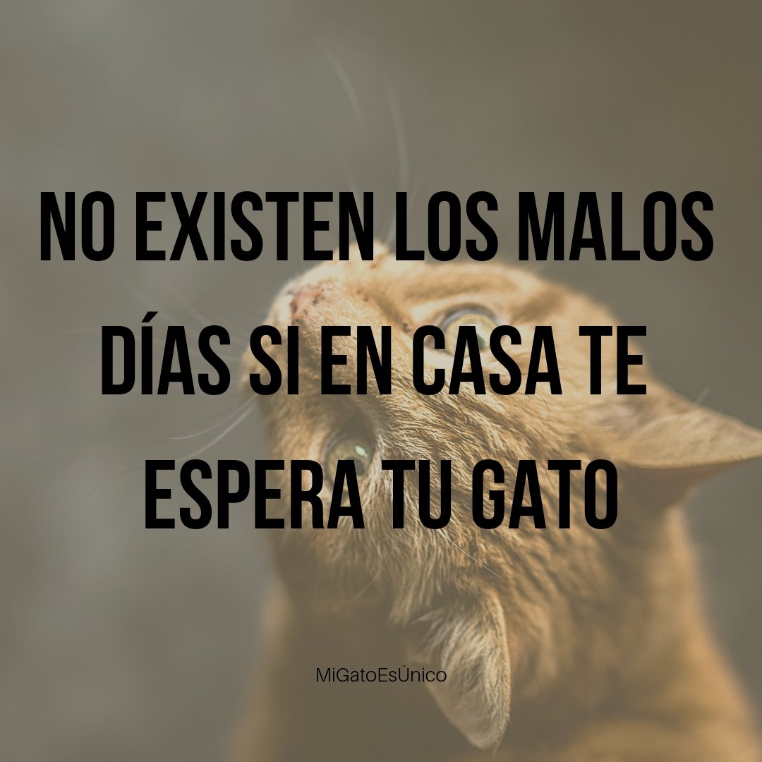 ¡Etiqueta a tus amigos y síguenos! 

👉 <a href="/gato_unico/">Mi Gato Es Único</a> 

#migatoesunico #migato #gato #gatos #buenosdias #kitty #kitten #jueves