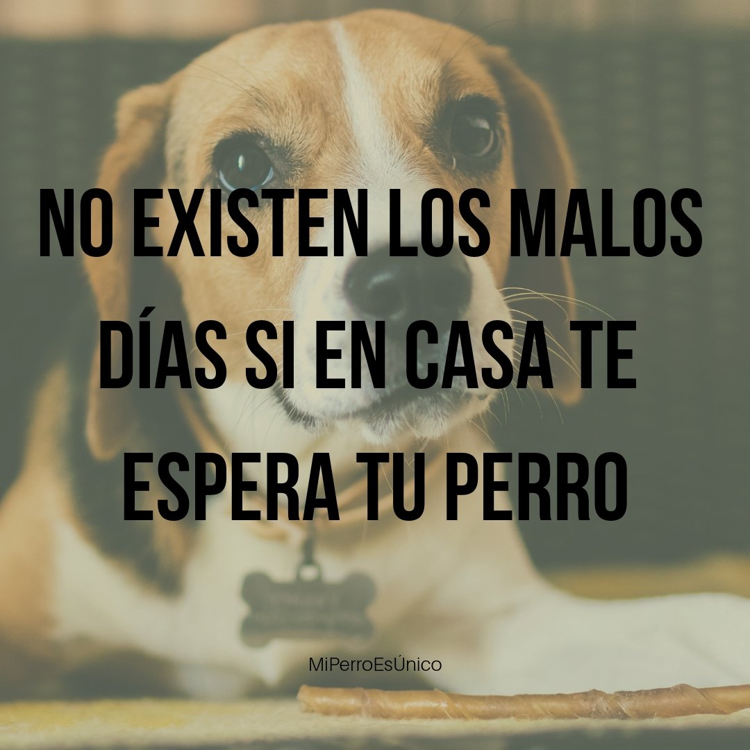 La alegría de la casa.

Etiqueta a tus amigos y síguenos 👉 <a href="/MiPerroEsUnico/">Mi Perro es Único</a> 

#miperroesunico #miperro #perro #jueves #alegria #nocompres #adopta