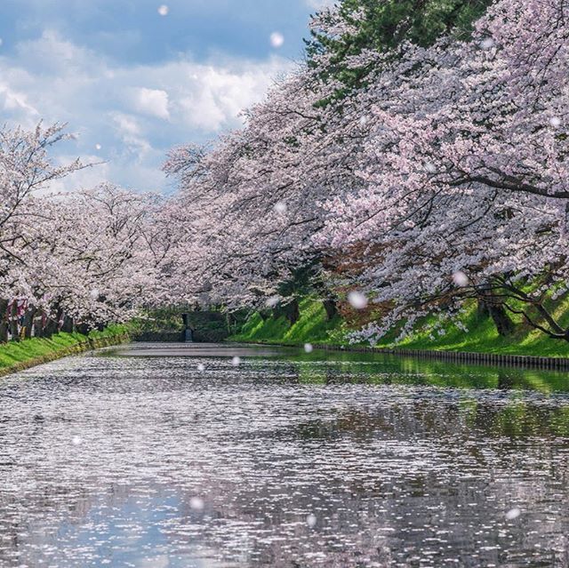 JapanTravel's tweet photo. Be like @lestaylorphoto and don't miss the cherry blossom blizzard at Hirosaki Castle in Aomori prefecture! Spring is just around the corner so plan your trip with us!⠀
-----⠀
📍Hirosaki Castle, #Aomori⠀
.⠀
.⠀
.⠀
.⠀
#myJapan #JapanTravel #explorej… https://t.co/epAeMYaFIs https://t.co/VWjcGD9XTL