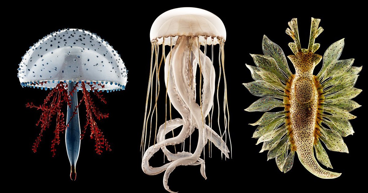 7102gc's tweet photo. Blaschka’s Glass Models Photographed by Guido Mocafico || The Dancing Rest
https://t.co/eu3wMgbyQa #art #science #biology #glass #sculpture #animals #museum #photography https://t.co/aZeWXFsxSi