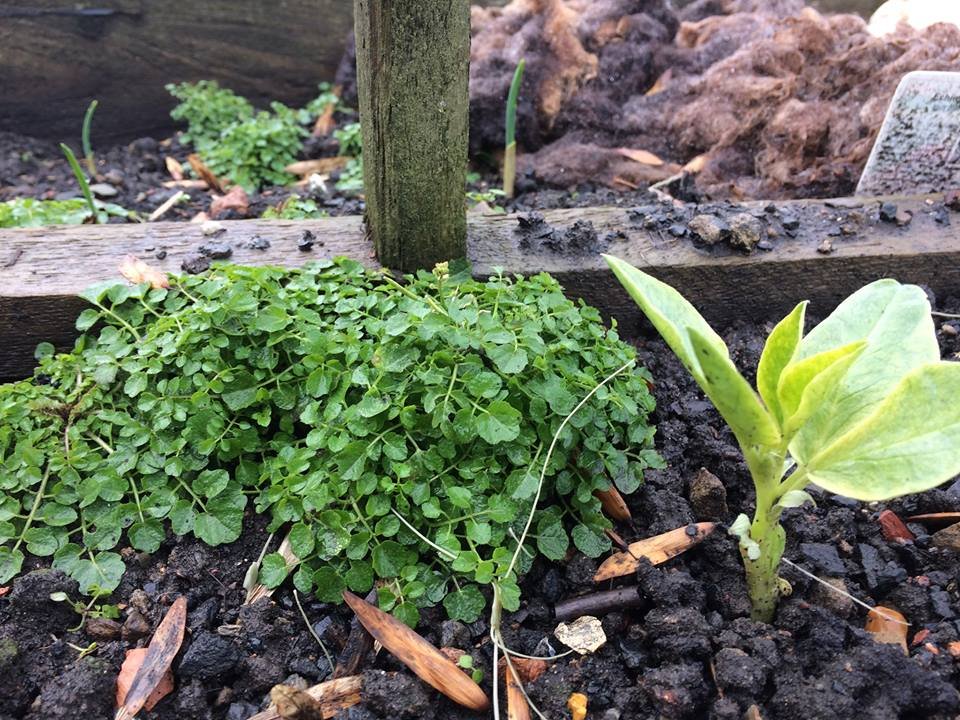 Letting in the wild. Hairy Bittercress grows all year round. We call it a weed but it is in fact delicious and tastes like cress or rocket. Makes great ground cover to keep in moisture and life. We are keeping it around so our beans have friends. #noneedtoweed