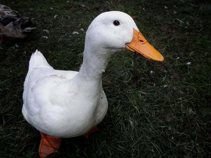 White pekin duck looks into the camera.