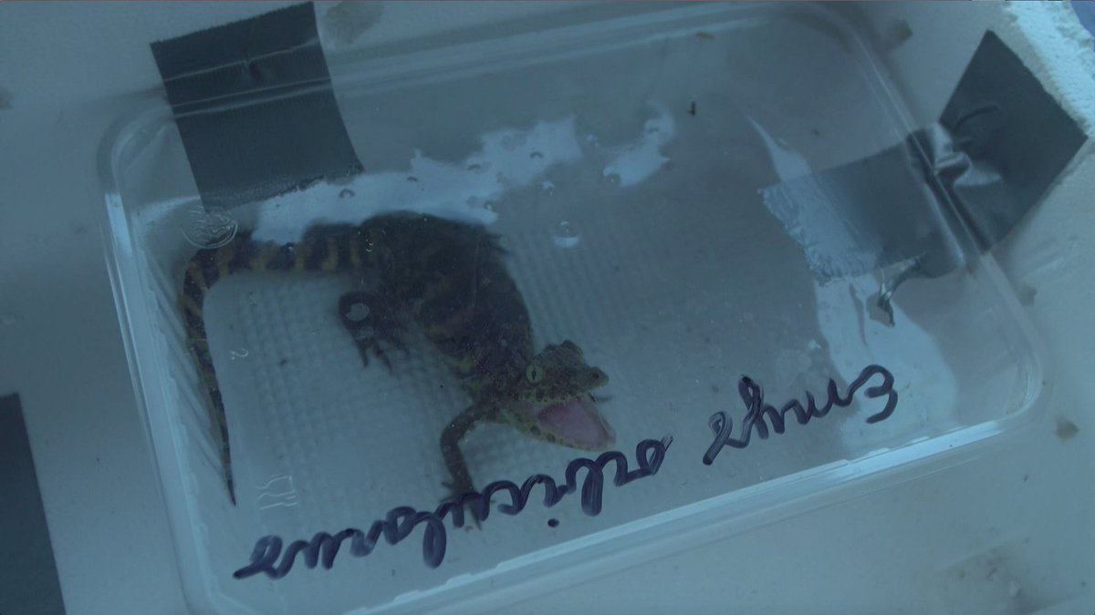 Waarom deze kaaiman op de schoot van <a href="/SFrankenmolen/">Sophie Frankenmolen</a> ligt? Je ziet het vanavond!

Rambam elke donderdag om 21:00 op <a href="/NPO3/">NPO 3</a>.