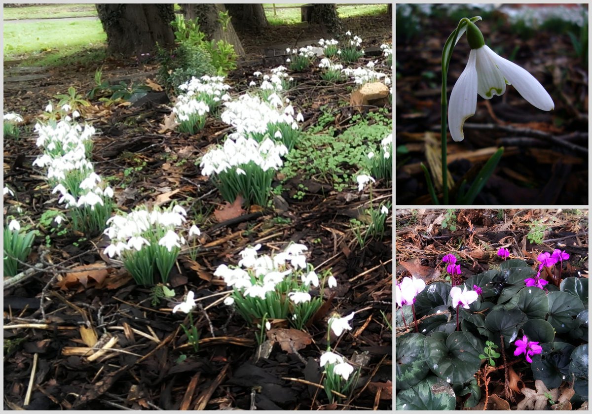 WildWelshWalnut's tweet photo. Sparkling drifts of snowdrops and cyclamen appearing under the trees on our π #sunshinepath π #spring #Thecoopway https://t.co/YVspLMgI5V
