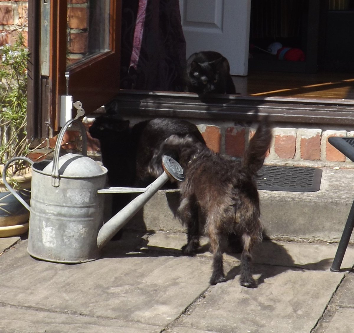 ProgWinds's tweet image. Especially when the cat is almost as big as the dog .....and there are two of them! #CocoandCyd  #Progdog