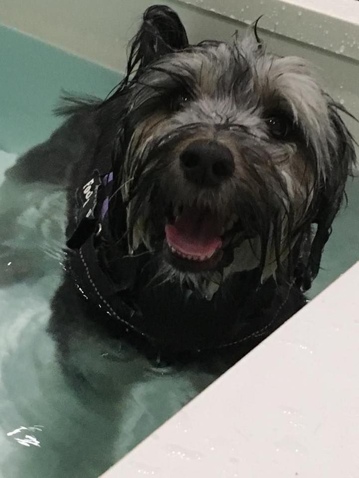 WeAcceptPets's tweet photo. FootFalls provide canine, feline &amp; equine physiotherapy. They help pets like little Poppy here get back to their usual selves after injury, illness or disability.
https://t.co/gqTDZoCmc1
#PetTherapy #Hydrotherapy #AnimalPhysiotherapy #SouthendOnSea #Essex @FootFallsPhysio https://t.co/pBsDp6fN6H
