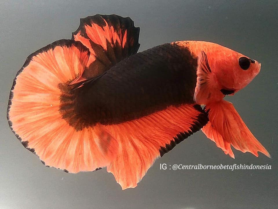 PetsZonia's tweet photo. #hmindonesia #hmbetta #cupang #fancybetta #cupangindonesia #halfmoon #halfmoonbetta #jawa #jkt #sby #bogor #kchi #thailand #thailandbetta #usa #uk #italy #japan #korea #arabic #sumatra #bettafancy #bettaforsale #bettalover #bettafish #CBBI @Cbbi
#PetsZonia https://t.co/rgnHsH4SB7