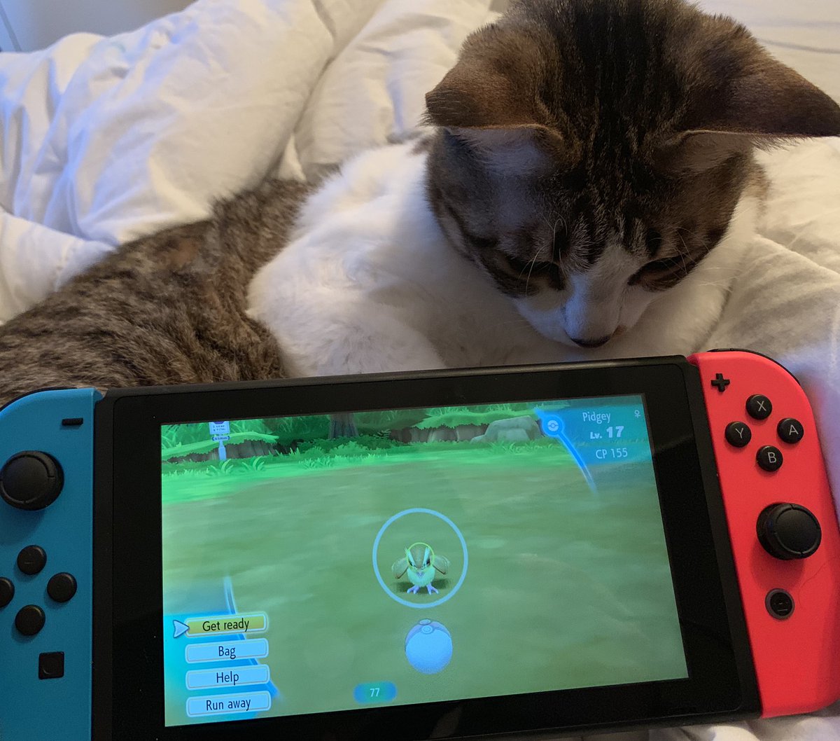 HappyPandahs's tweet photo. #PokemonGO #NintendoSwitch https://t.co/pawiWNDq6t