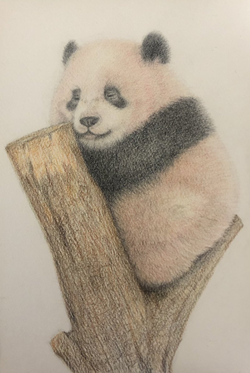色鉛筆画 ポストカード 絵葉書 手描きイラスト パンダ ぱんだ 一点もの 原画 絵画 色鉛筆画 オリジナル作品 一点ものです Selfguru Com 色鉛筆画 ポストカード 絵葉書 手描きイラスト パンダ ぱんだ 一点もの 原画 絵画 色鉛筆画 オリジナル作品 一点ものです Selfguru Com