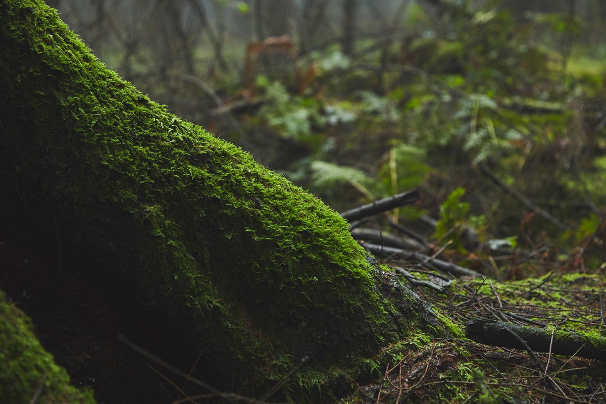 With family and kids or just some time to yourself, you can't go wrong with a bit of woodland exploring. Here is the UK we are so fortunate to have some truly beautiful and diverse areas.
#outside #nature #woodlandtrust #klds #explore #adventure #uk #nationaltrust