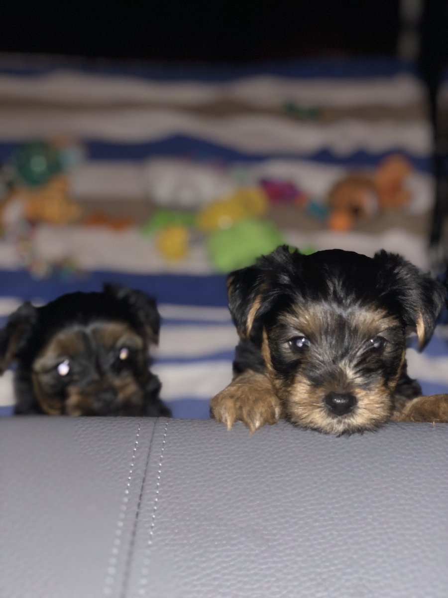 MsGomezEnglish's tweet photo. Hey guys #puppyupdate #aplacnews https://t.co/5OJgUk54FU