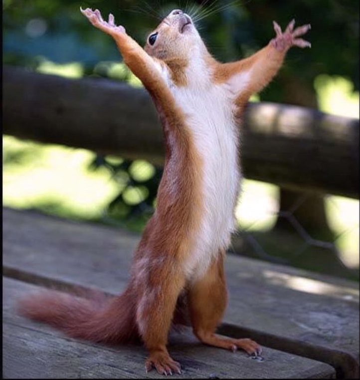 THSSBC's tweet image. Yes Mr. Squirrel...the 28th Annual @thssbc State Tournament is finally here! Safe travels to our Texas families and blessings of God’s protection over you! Tip-off starts at 9a The PAC and Round Rock Sports Center.

#WhoWillClaimTheCrown #LoveTheGame #LoveTheGrind #LoveChrist