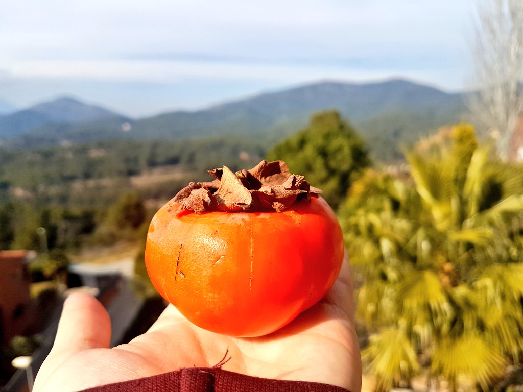 NutriciaGarrido's tweet photo. Hoy ensalada de mezclum de lechugas y zanahoria, paella de pollo y verduras y de postre caqui y solecito ♥️. https://t.co/3sYl1NxgqK