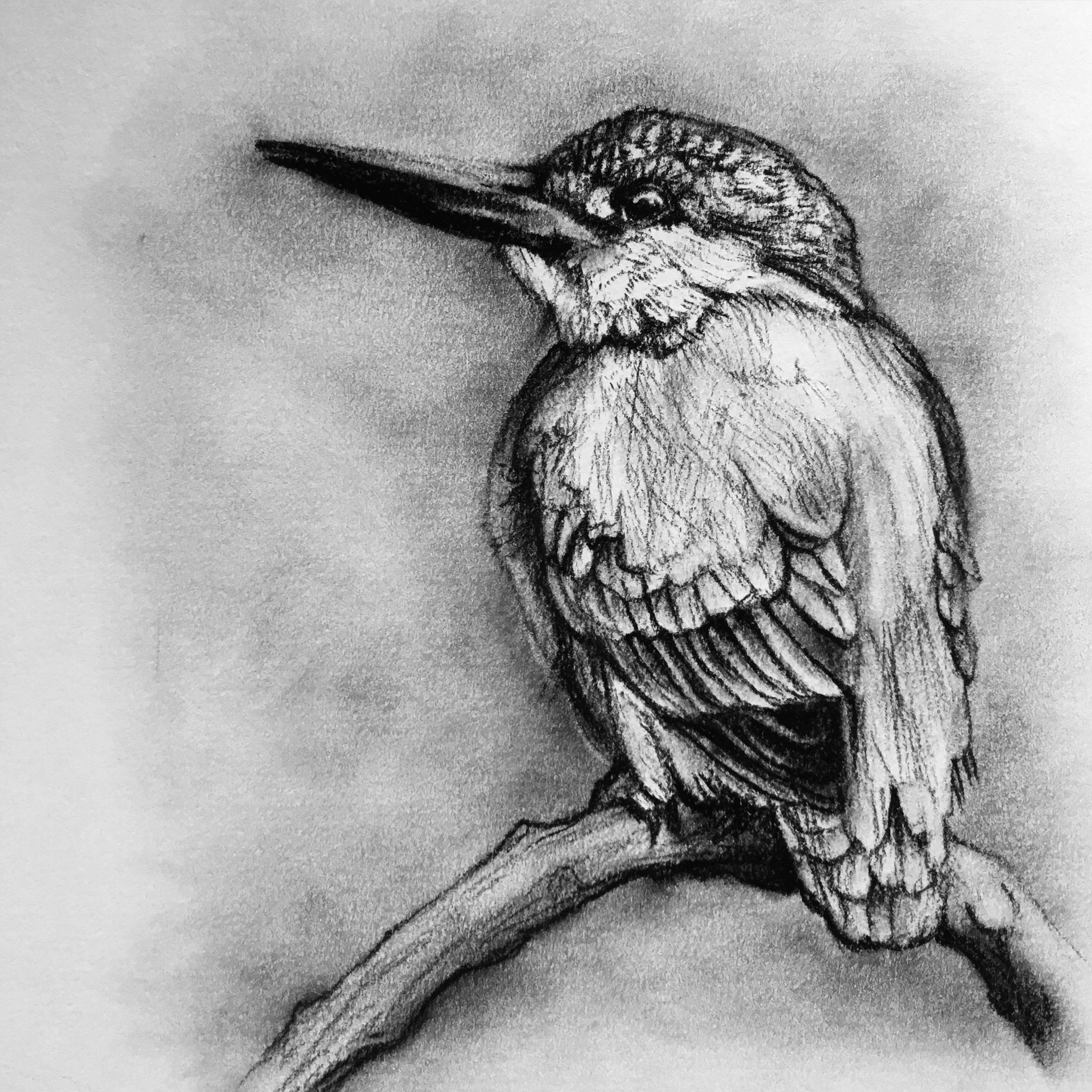 Crow Charcoal Drawing, Birds Illustration, Hand Drawn Animal Sketch Stock  Illustration - Illustration of dark, wildlife: 162439520