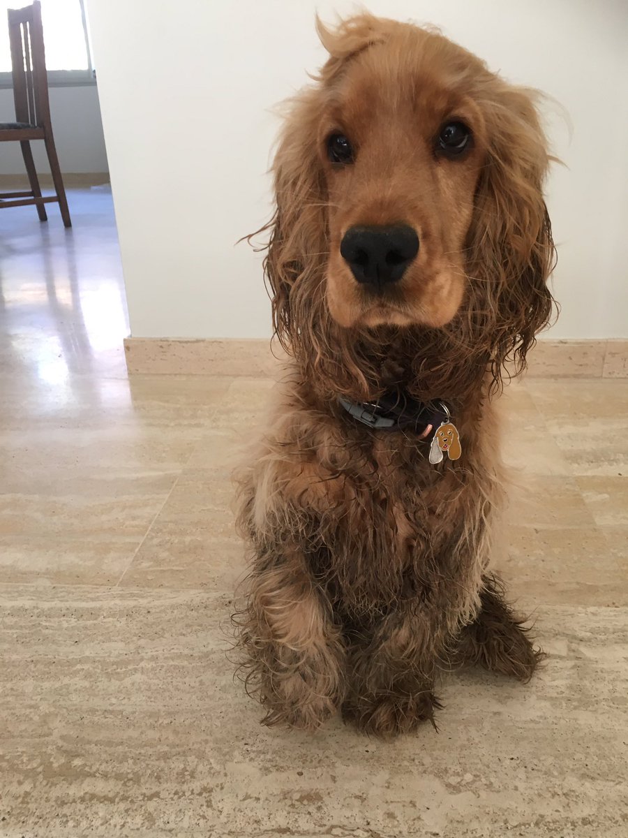 DobsonRedcat's tweet image. Just a little dirty after our amazing walk in the woods 😂 #DogsofTwittter #englishcockerspaniel #needsashower #iamstillcute