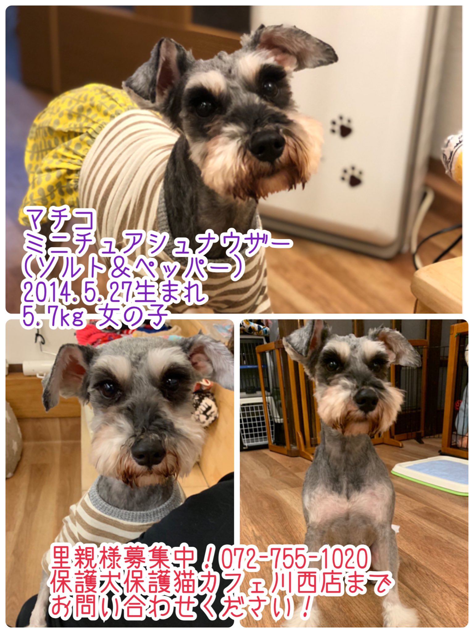 保護犬保護猫カフェ川西 新メンバー紹介 保護犬保護猫カフェ川西店新メンバー ミニチュアシュナウザーのマチコちゃん まだ慣れずキョロキョロしています 抱っこもできる穏やかなマチコちゃん 明日フロアデビュー 保護犬保護猫カフェ川西店まで