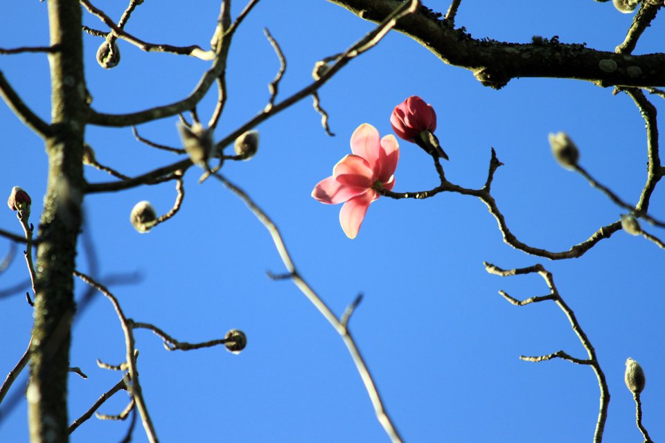 Gr8Gardens's tweet photo. Our Spring Story continues with 40 blooms at @heligangardens. The moment that we have 50 Magnolia campbellii blooms in six of Cornwall’s Great Gardens, spring will be declared! #SpringIsComing #MagnoliaMania https://t.co/uoyQC4PXoR