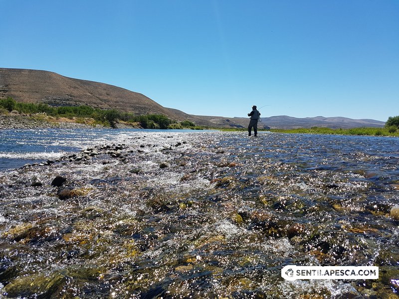 Sentilapesca's tweet photo. INFORMES | Medio día de pesca en el Caleufu > https://t.co/T7WM6h1kZI

#pescadeportiva #truchas #fly #flyfishing #conmosca #caleufu #rio #condevolucion #lanin #decosta https://t.co/21z5c1Cbju
