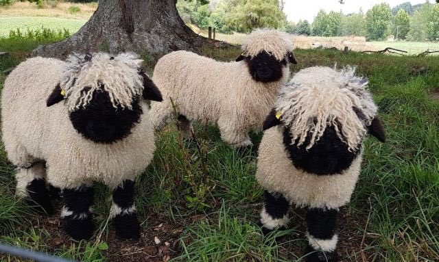gray's tweet photo. Swiss Valais Blacknose sheep. You’re very welcome. https://t.co/hsqYZJJjyO