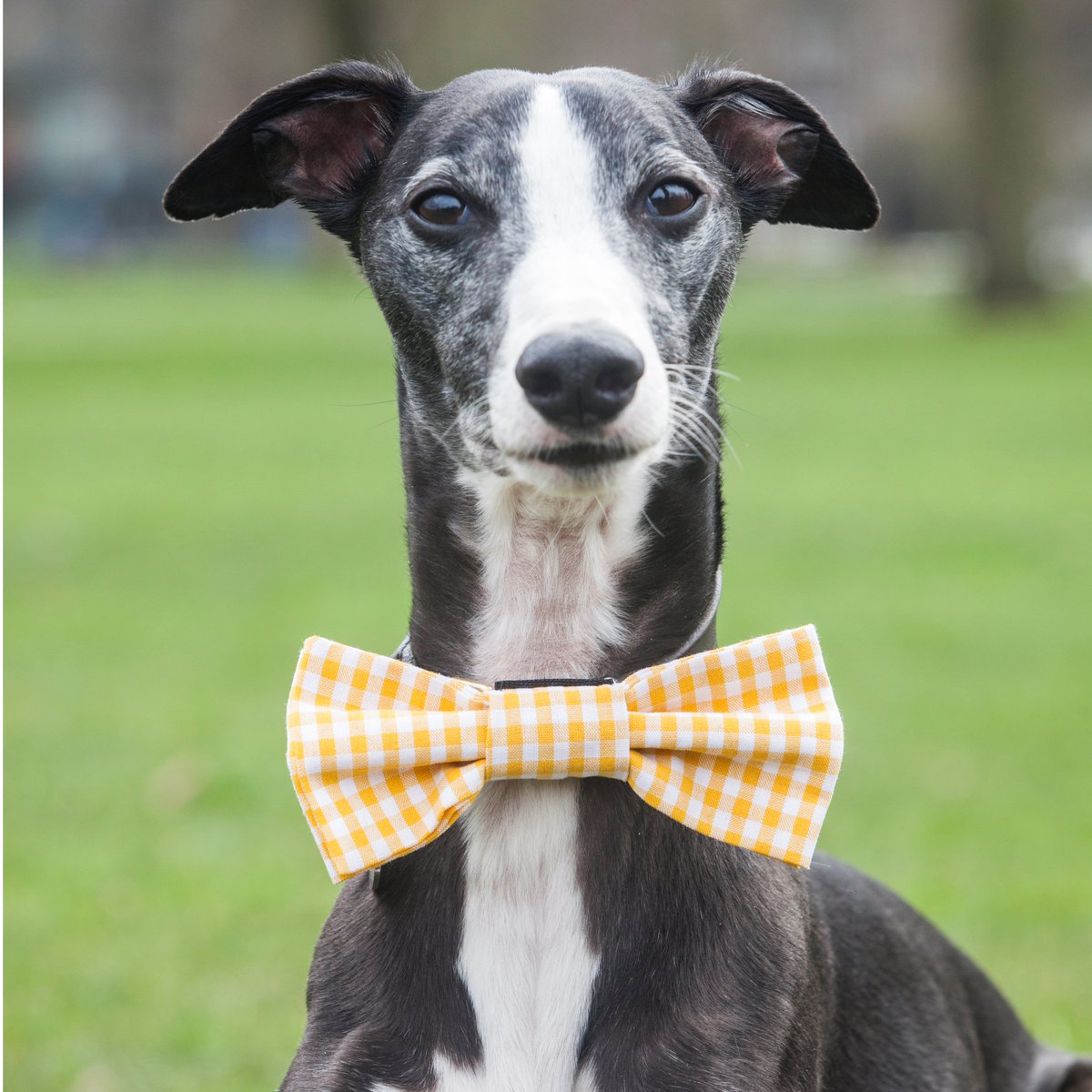 Pawfect_Friend's tweet photo. Bow Wow Bow Ties at https://t.co/N3RSXNp0WD perfectly modelled by these gorgeous dogs! #dogsoftwitter #bowties #dogs https://t.co/crXh93ZIqM
