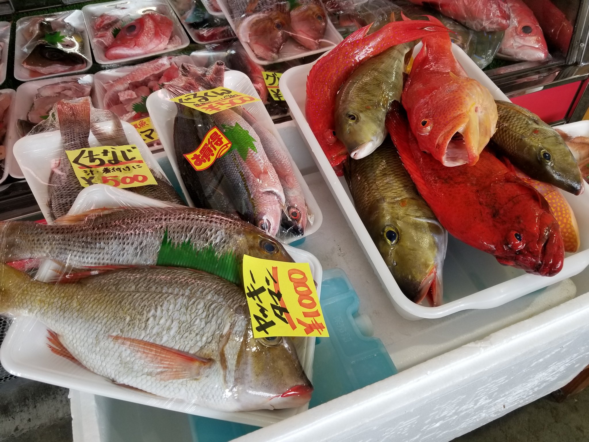 カラフルな魚 Twitter Search Twitter