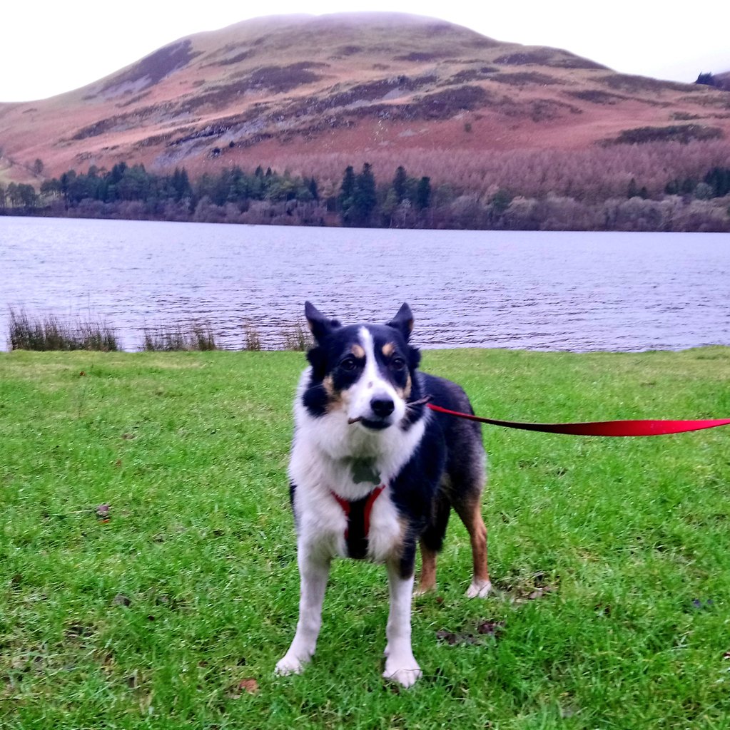 Took this twig for a walk around #loweswater today. The peeps are still keeping me on my lead, can't wait to have a proper run! #Cumbria @keswick_bandb @keswickbootco #NotJustLakes @BCTGB @FeatureCumbria #adoptdontshop 🐕