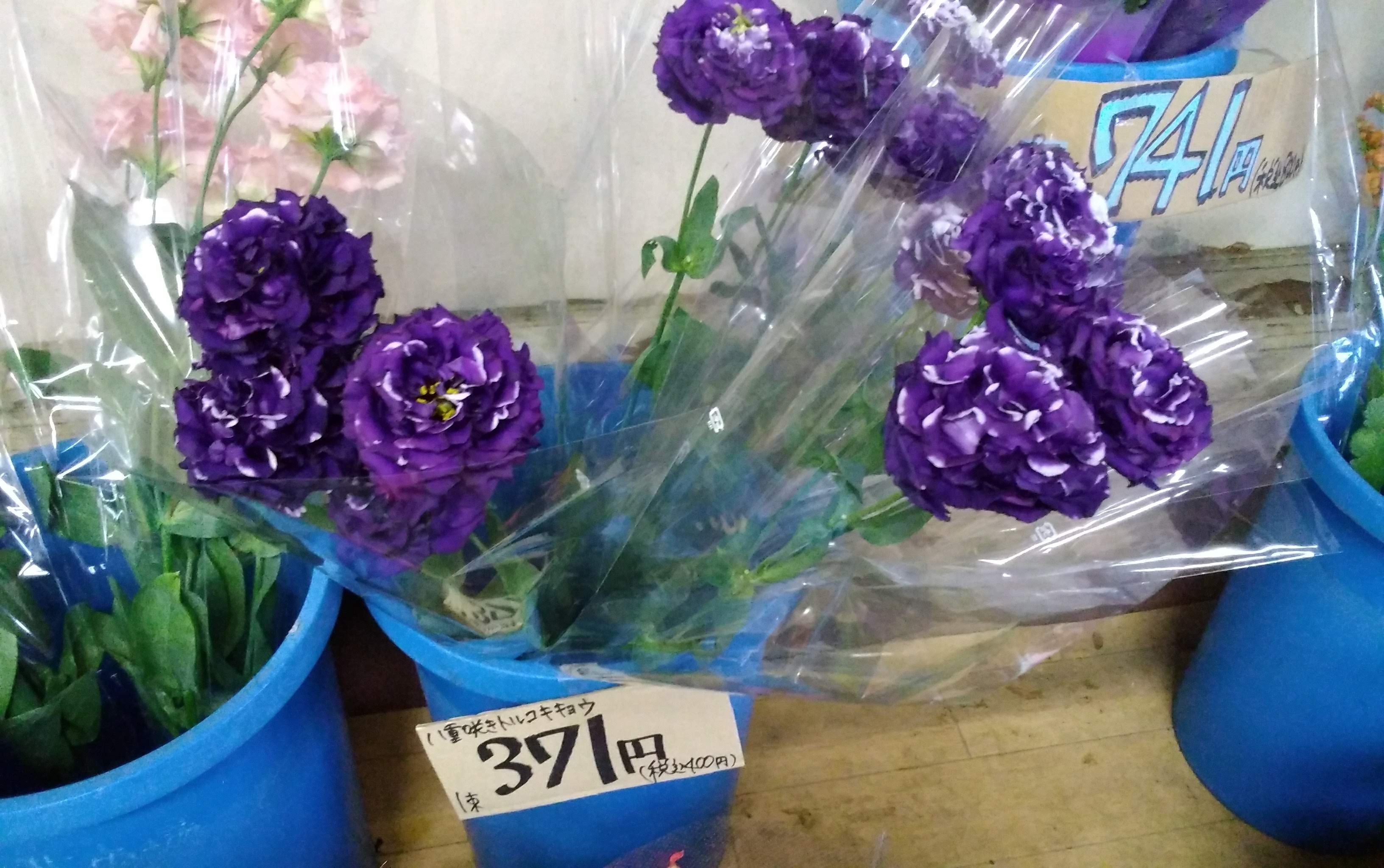 ちはる屋 群馬県桐生 前橋 邑楽郡 高崎市 栃木県佐野市に5店舗構える激安お花屋さん けやき花市場さんを紹介します けやき花市場さんでは店舗の激安価格を通販でも行っております けやき花市場さんの通販ページをご覧ください あなたの気に入る一鉢