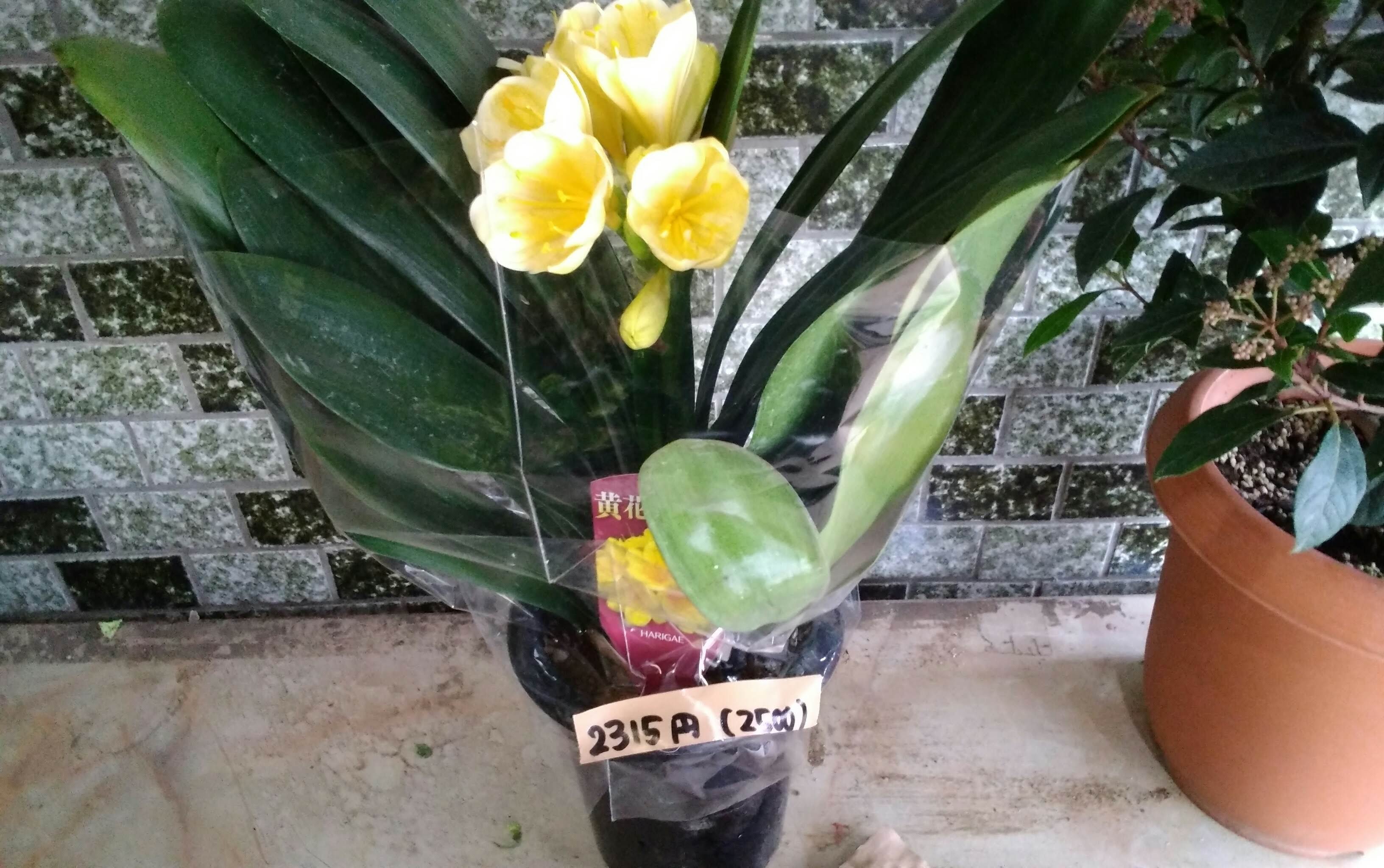 ちはる屋 群馬県桐生 前橋 邑楽郡 高崎市 栃木県佐野市に5店舗構える激安お花屋さん けやき花市場さんを紹介します けやき花市場さんでは店舗の激安価格を通販でも行っております けやき花市場さんの通販ページをご覧ください あなたの気に入る一鉢