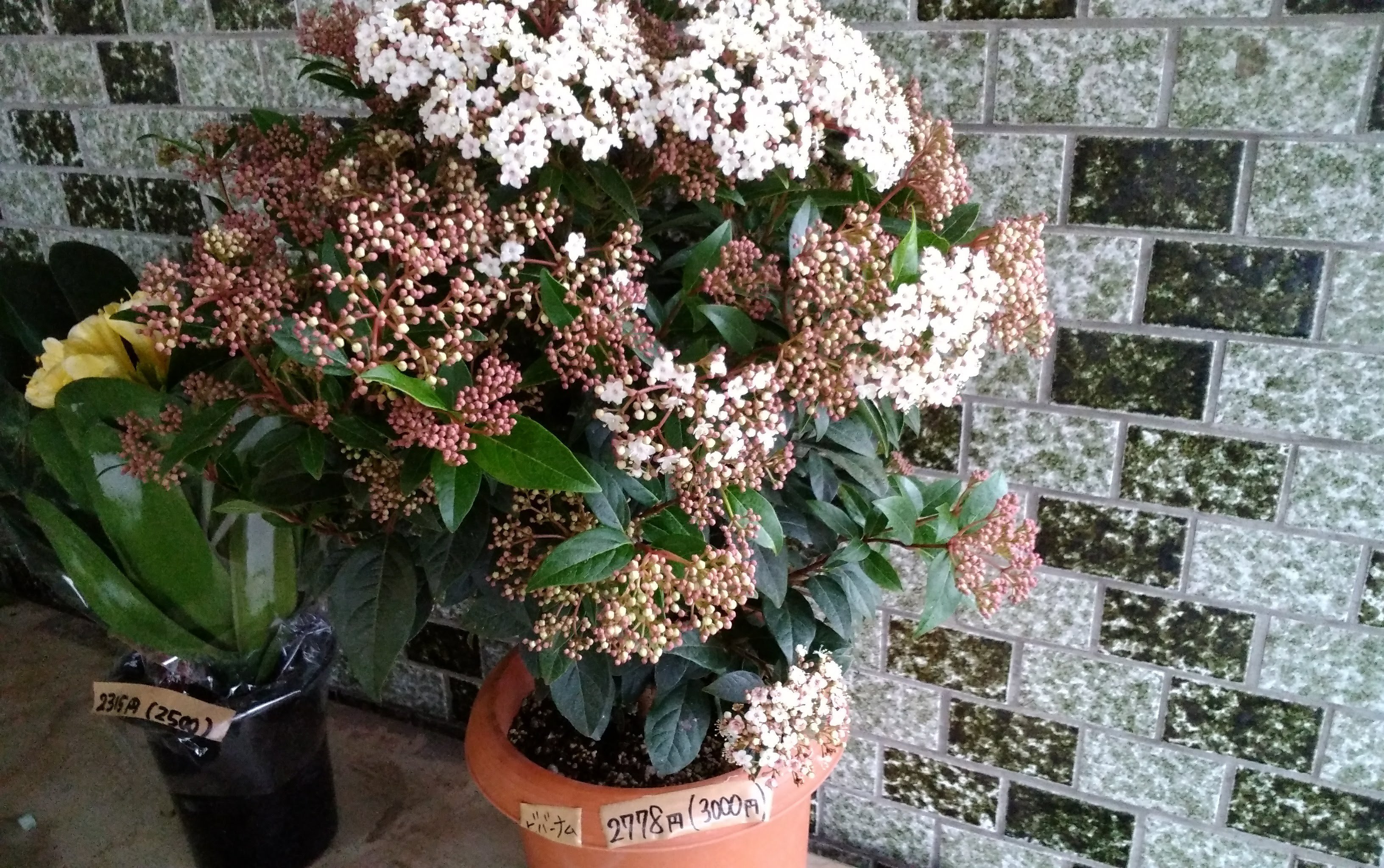 ちはる屋 群馬県桐生 前橋 邑楽郡 高崎市 栃木県佐野市に5店舗構える激安お花屋さん けやき花市場さんを紹介します けやき花市場さんでは店舗の激安価格を通販でも行っております けやき花市場さんの通販ページをご覧ください あなたの気に入る一鉢