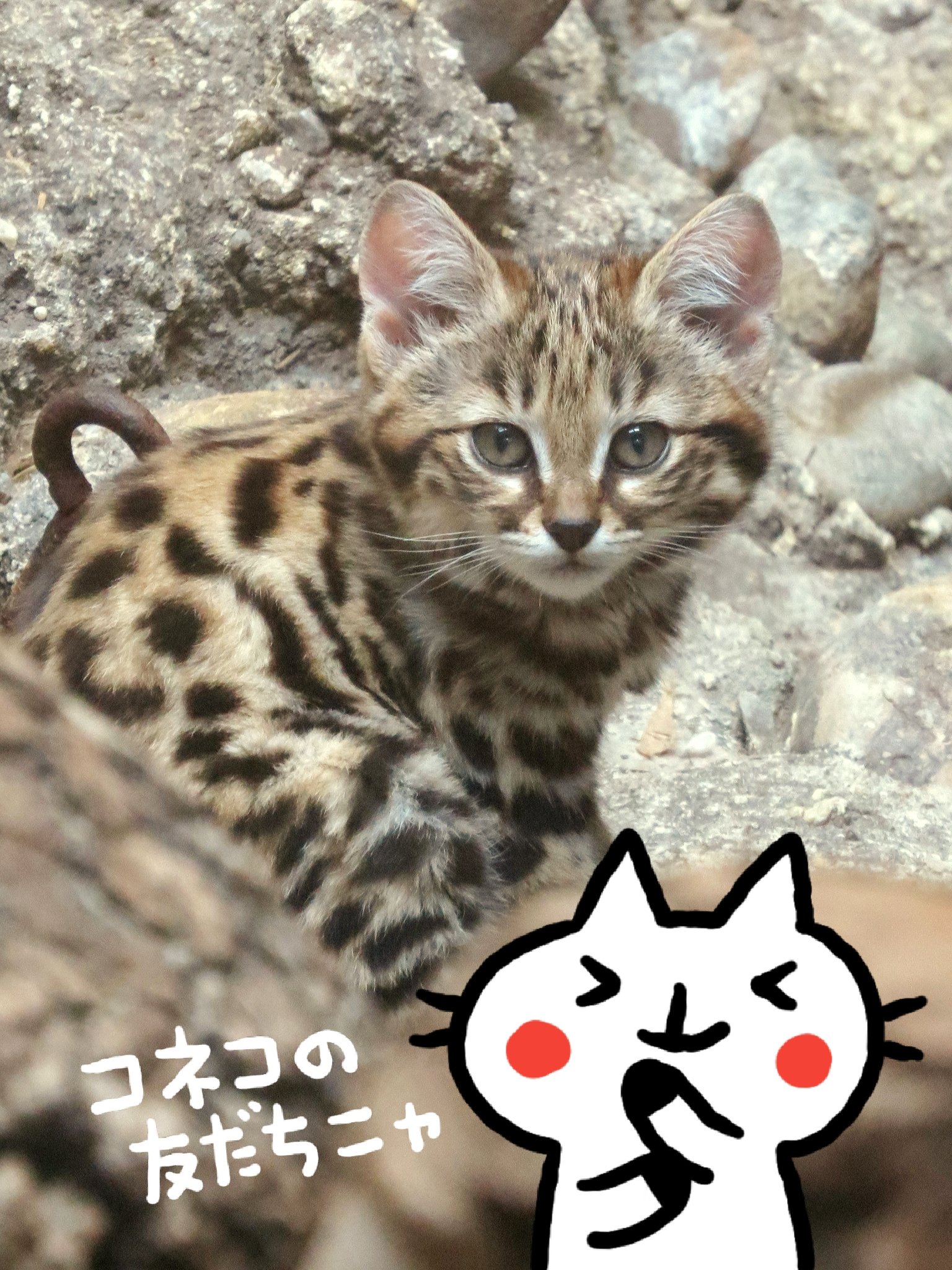 Uzivatel 江戸家小猫 Na Twitteru 今日は 猫の日 にゃんにゃんにゃんの日 なので ちょっと珍しいネコの写真をアップします まさにキングオブ小猫 笑 世界一小さい猫 クロアシネコです 大人になっても子猫サイズ 一番の特徴は Uzivatel 江戸家小猫 Na Twitteru 今日は 猫の日 にゃんにゃんにゃんの日 なので ちょっと珍しいネコの写真をアップします まさにキングオブ小猫 笑 世界一小さい猫 クロアシネコです 大人になっても子猫サイズ 一番の特徴は