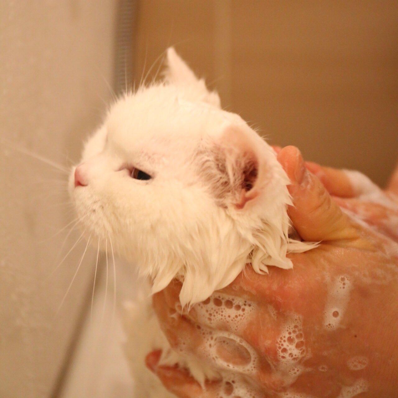 画像 前回の動画のうらちゃんの声に反応してくれた猫ちゃんがたくさんいたようで嬉しかったです さてさて 今日は 猫 の日楽しかった思い出を振り返りながら 世界中の猫ち まとめダネ 画像 前回の動画のうらちゃんの声に反応してくれた猫ちゃんがたくさんいたようで嬉しかったです さてさて 今日は 猫 の日楽しかった思い出を振り返りながら 世界中の猫ち まとめダネ