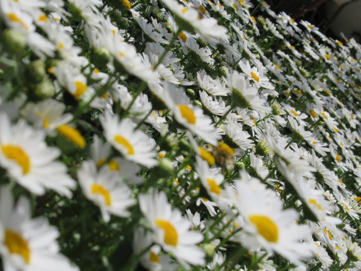 新着2 月 22 日 誕生 花 すべての美しい花の画像