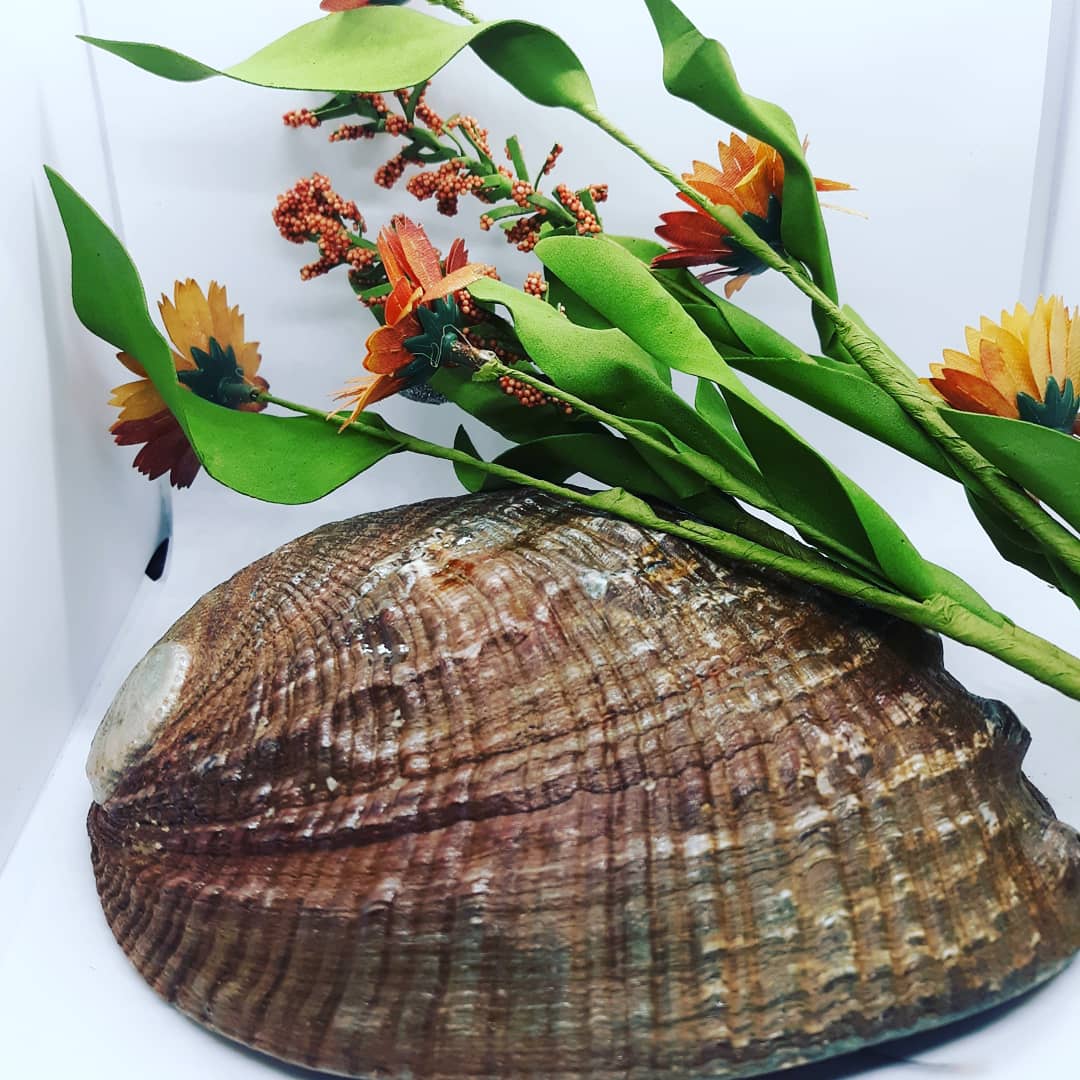 DegitanaV's tweet photo. New #abaloneshells available soon at https://t.co/yL8AI5TR6F 6 to 7 inch and gorgeous. Purchase alone or in #smudgingkit https://t.co/KRxftlQEIG