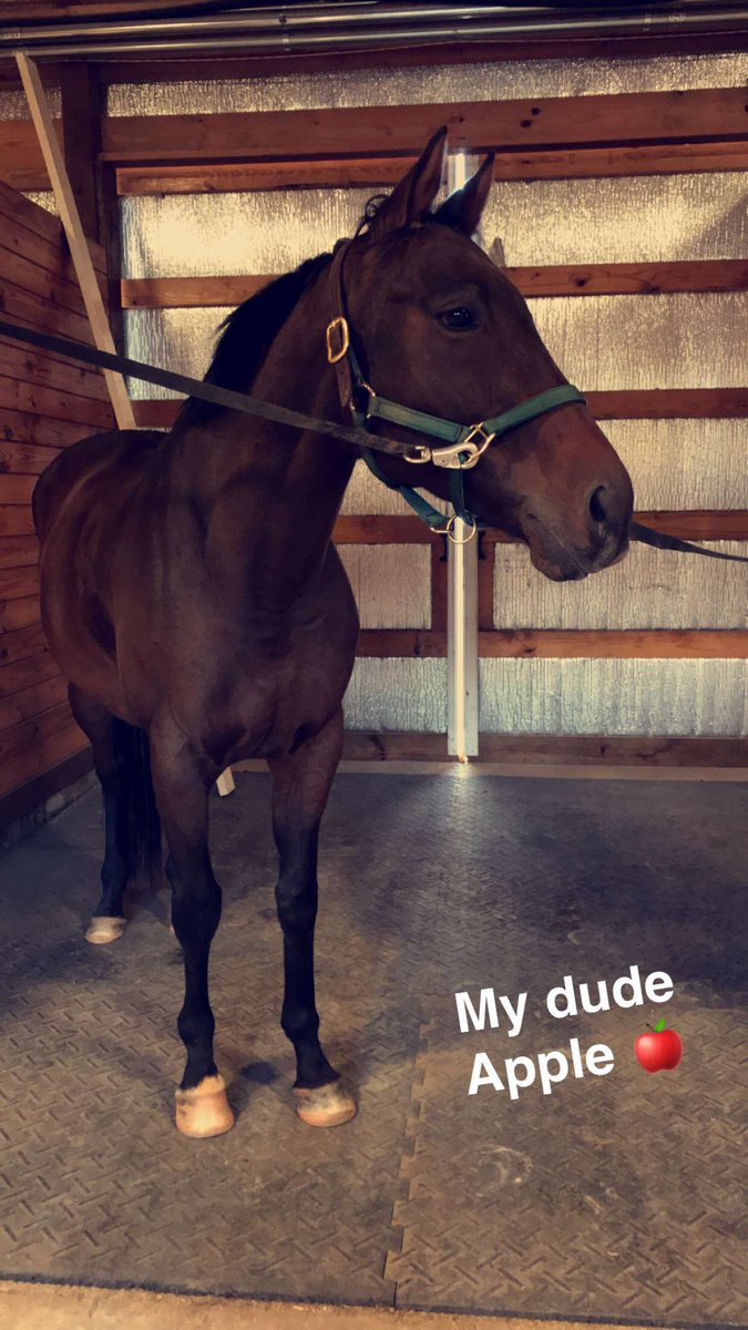 This is Apple, he may try to kill me on a daily basis while trying to tack him up but the amount of love I have for this dude is crazy ❤️