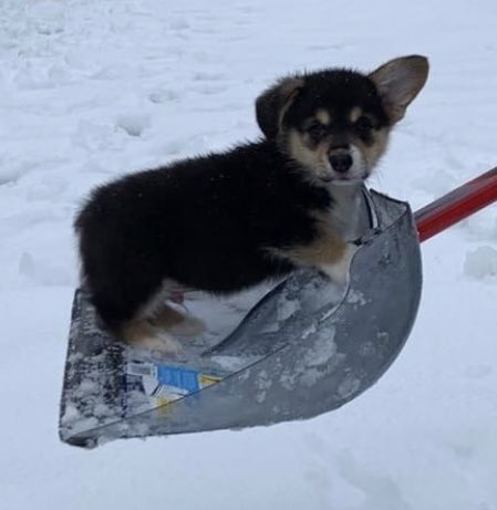 dog_rates's tweet image. This is Marty. He heard you needed some help shoveling the driveway. 14/10 thank you so much Marty