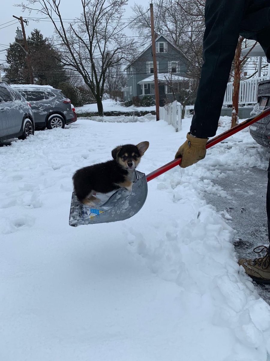dog_rates's tweet image. This is Marty. He heard you needed some help shoveling the driveway. 14/10 thank you so much Marty
