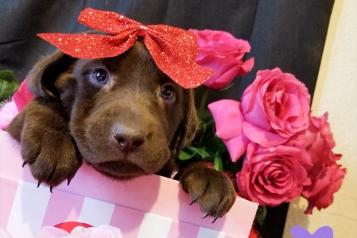 DailypetU's tweet photo. Chocolate Lab puppies: https://t.co/onc0BcUoS4 #dog #dogs #puppy #puppies #puppiesforsale #pets #petsforsale #petclassifieds #chocolatelab #labradorretriever #ricelake #wisconsin #dailypet #dailypetus https://t.co/bEiXyKGgeB