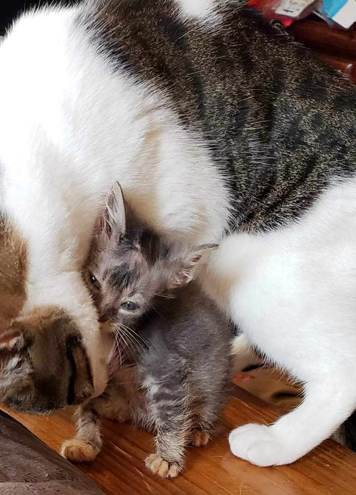 DogsThan's tweet photo. Mcdreamy taking care of Mer. He was a one of 5. McDreamy, mcsteamy, Mcblond, mcgirl &amp; mcboy. We lost steamy &amp; dreamy is the one we attached to. Then 2 years later I get my hurricane kitten with a run of bad luck &amp; had a whole team through her fight. The moment she was named👇 https://t.co/HHQLfGEPV0
