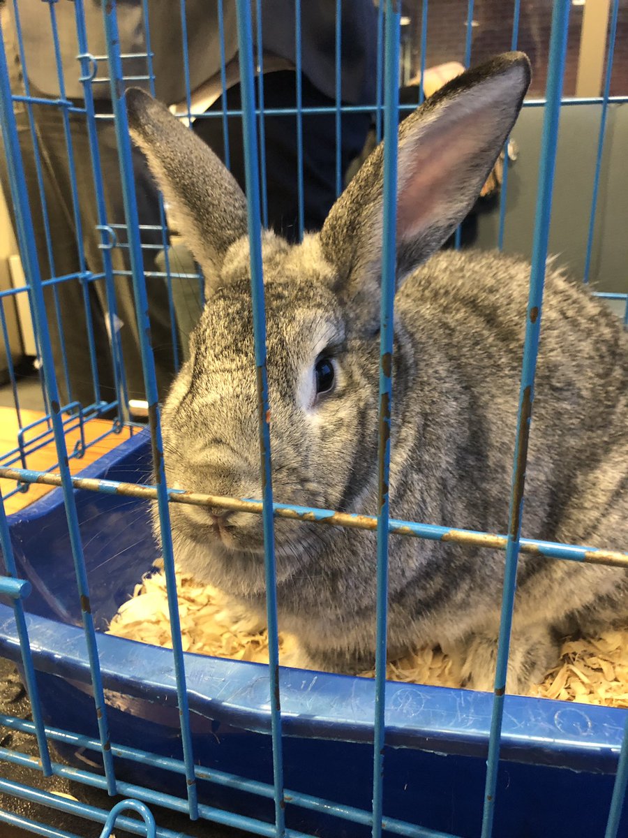madeye_kerr's tweet photo. Spent some time with my favorite bunny tonight. 💙💛 https://t.co/GGyey3ScNr