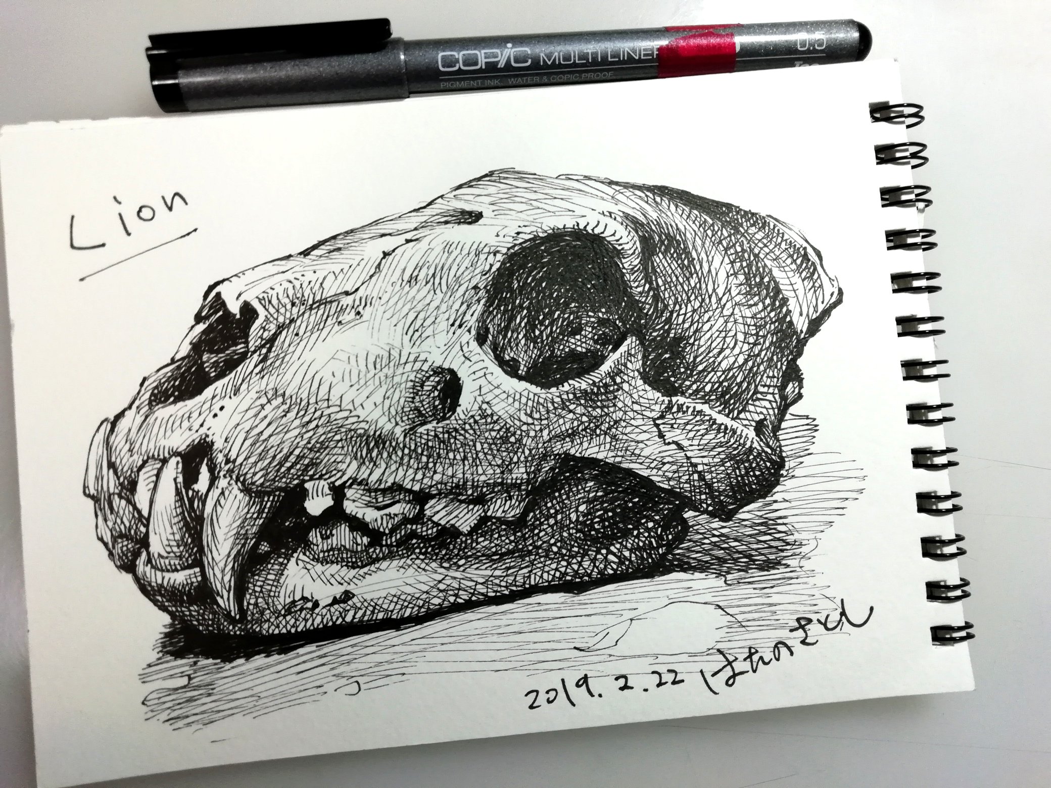 はたのさとし メシギャル １ 9話配信中 動物のからだ展 の ライオン の骨を描きました 勉強になります 会場でもスケッチokなので是非 スケッチ Drawing Draw Cartoon イラスト Illustlation Illust ドローイング Pencil Art 鉛筆 Skull