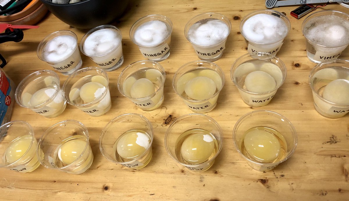 ashleyfcarter's tweet image. Out of the classroom this year, but I still find myself doing lab prep... 😂🤗 #onceateacheralwaysateacher #labsareawesome #sciencerocks