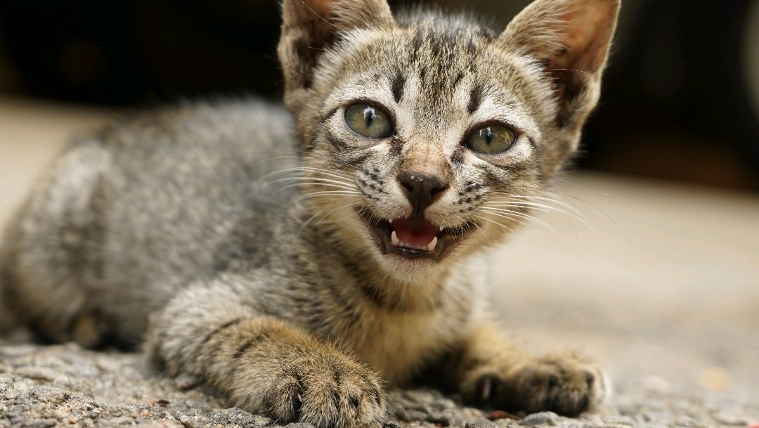 Roaring kitten... #wildlifephotography #Indianphotography #sonya7rii #professionalphotos