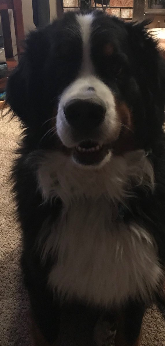 anndenny1's tweet photo. Pet Day. Murphy. 🐾❤️ https://t.co/PxWMCkDJ2k